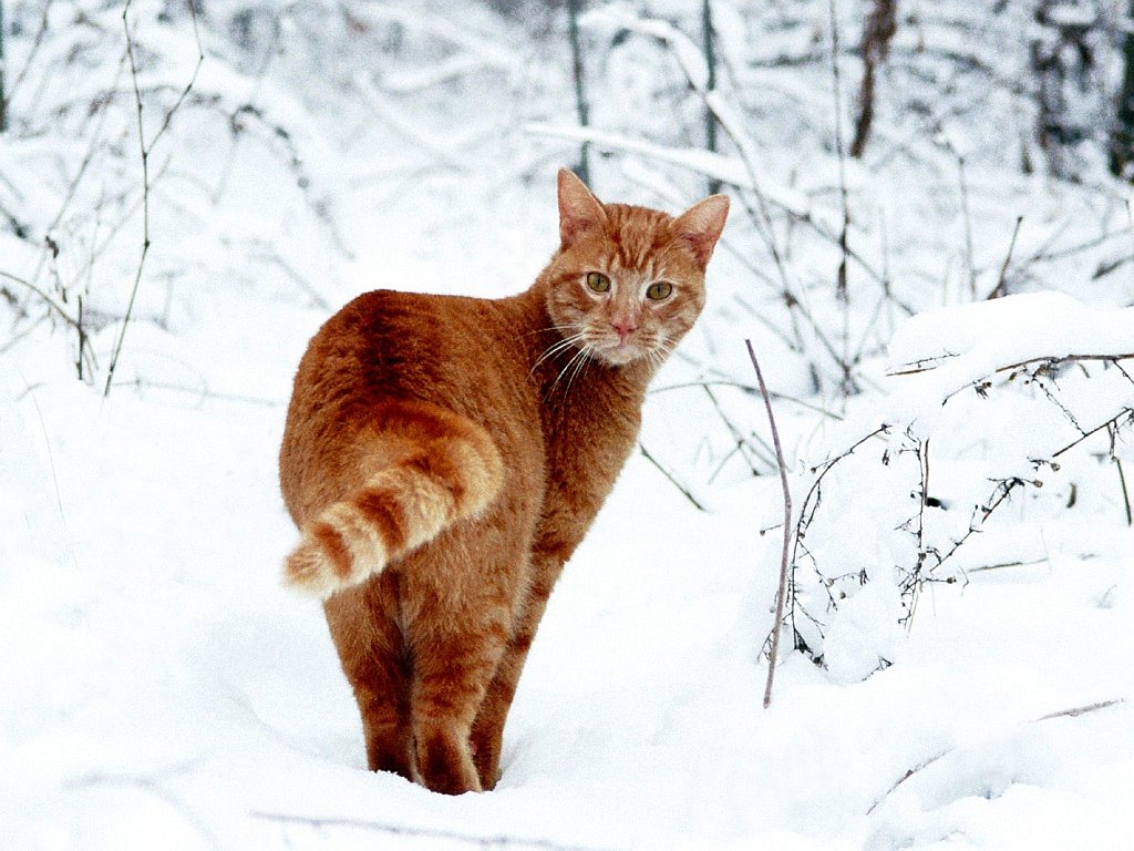 Snowcat, Domestic Shorthair